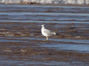 Yellow legged gull