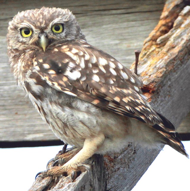 Little Owl