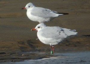 2013-09-09 16.36.03 copy