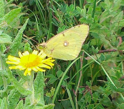 Clouded Yellow