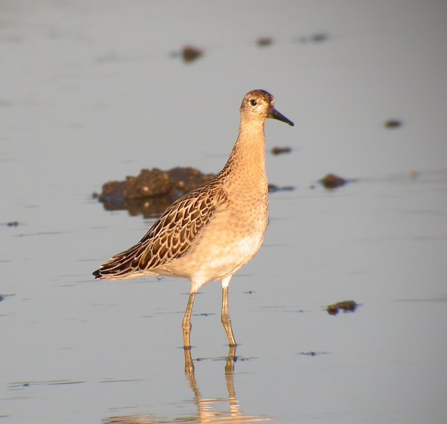 Ruff at the Watermill