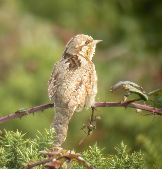Wryneck at Ogmore-by-Sea