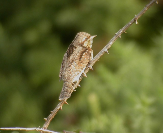 Wryneck at Ogmore-by-Sea