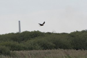 marsh-harrier29sep13