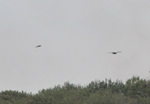 marsh-harrierandhobby29sep1