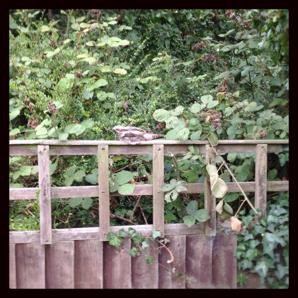 Nightjar in Barry 21 Sep 2013