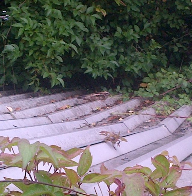 Nightjar in Rumney, 28 September