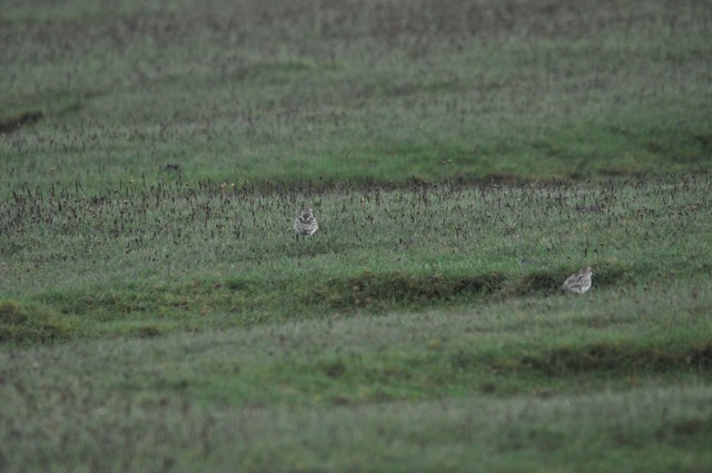 little stints and curlew sand