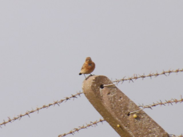 Wheatears today from Aberavon Sanddunes