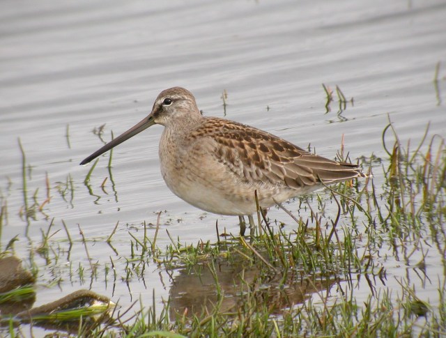 Long-billed Dowitcher