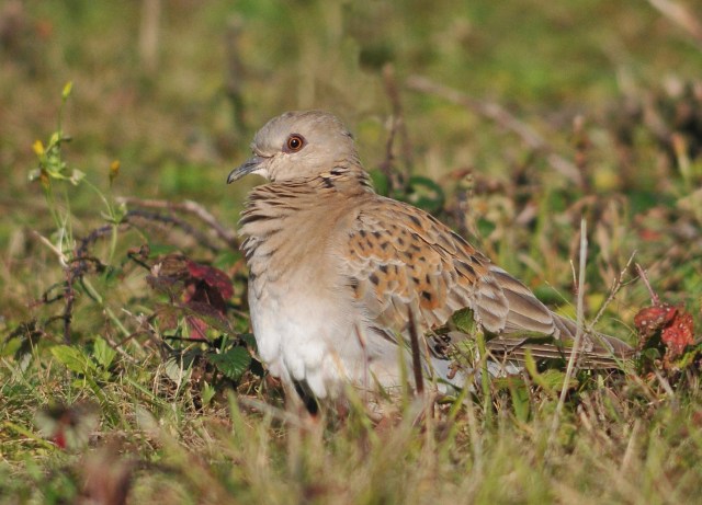 Turtle Dove at Cosmeston this morning