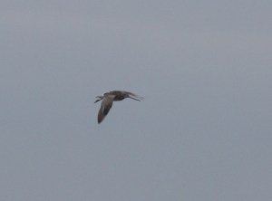 Is this a bar tailed Godwit?