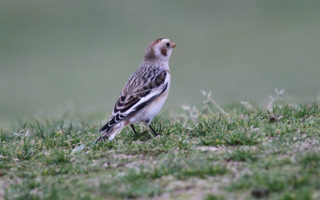 Snow Bunting Pennard