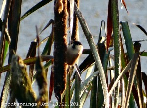 Willow Tit, Tir Founder, Aberdare. 13.11.13