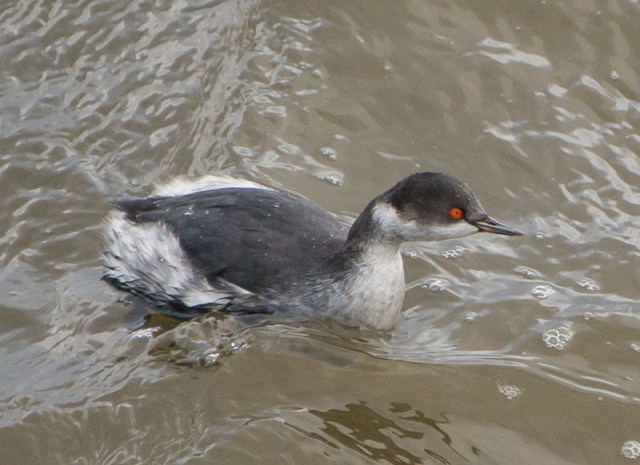 BN_Grebe 2014-01-06
