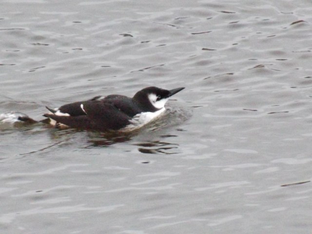 guillemot