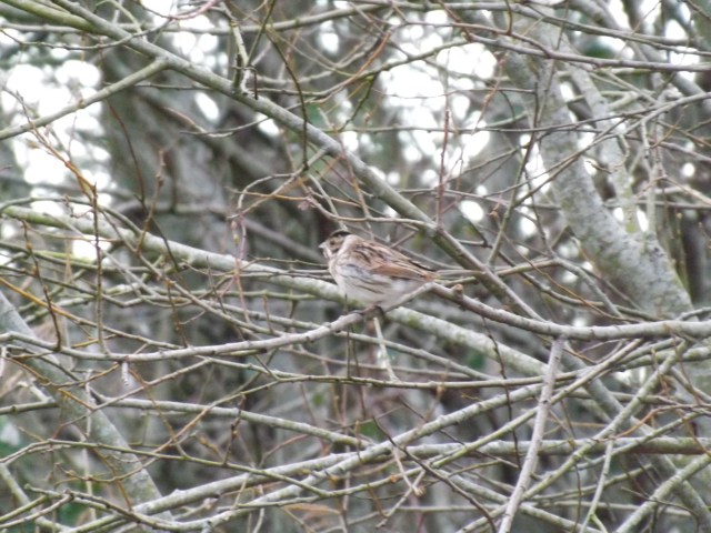 Brunel Dock and Aberavon Sand dunes