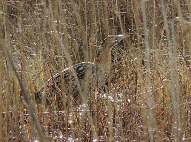 Parc slip this morning