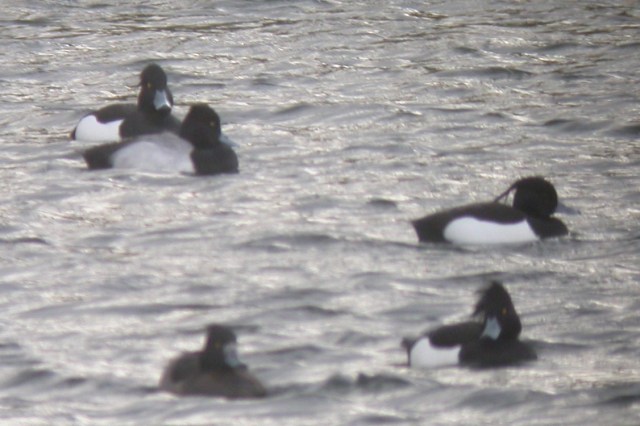 Lesser Scaup
