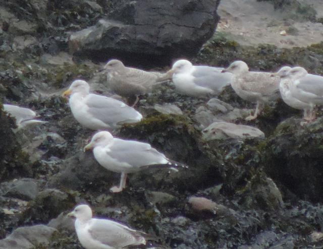Thayers gull, Burry holms today.