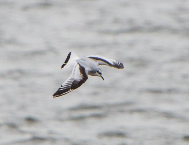 1st yr Little Gull, Cardiff Bay 28/02/2014