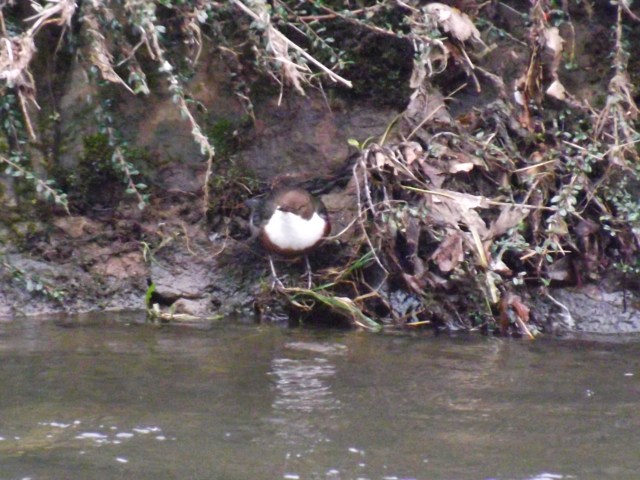 dipper river in towncentre