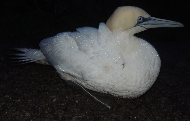GANNET