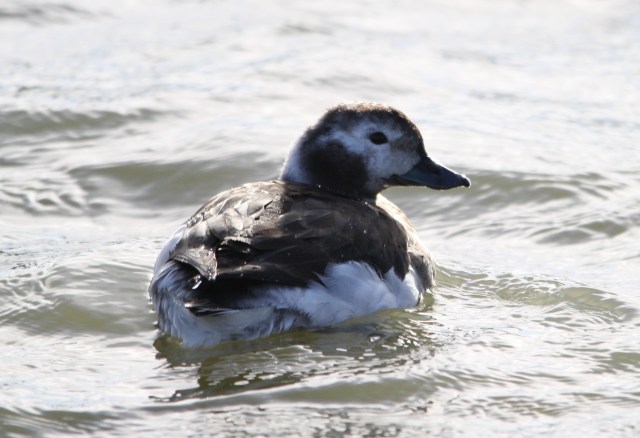 Long Tailed Duck at The Knap Barry 