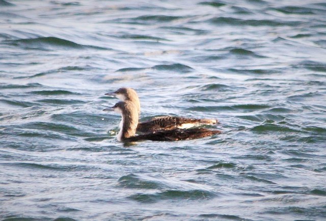 2 BTD at Barry Docks