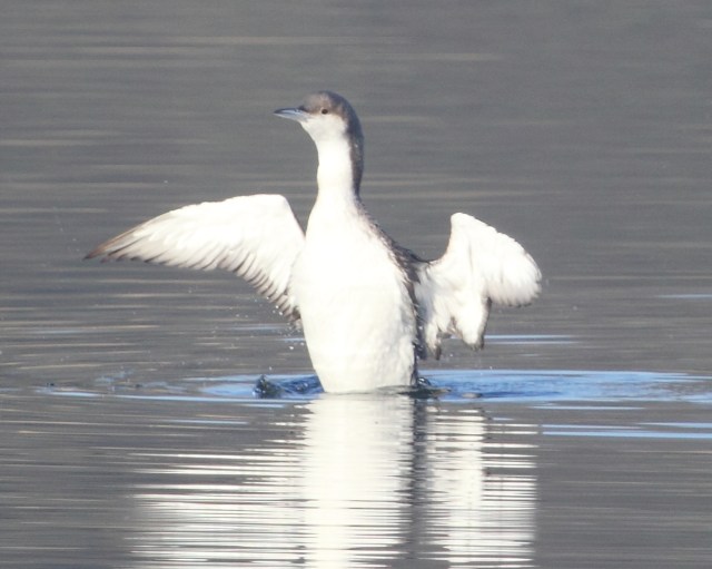 Black-throated Diver at Cosmeston this morning.