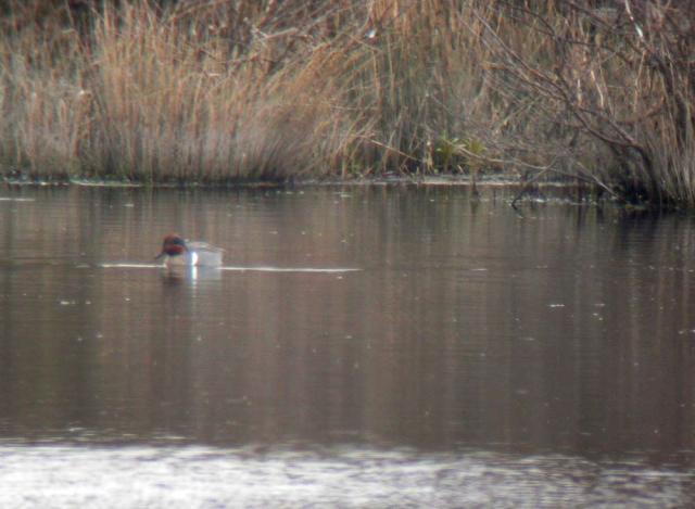 Green-winged Teal at Kenfig