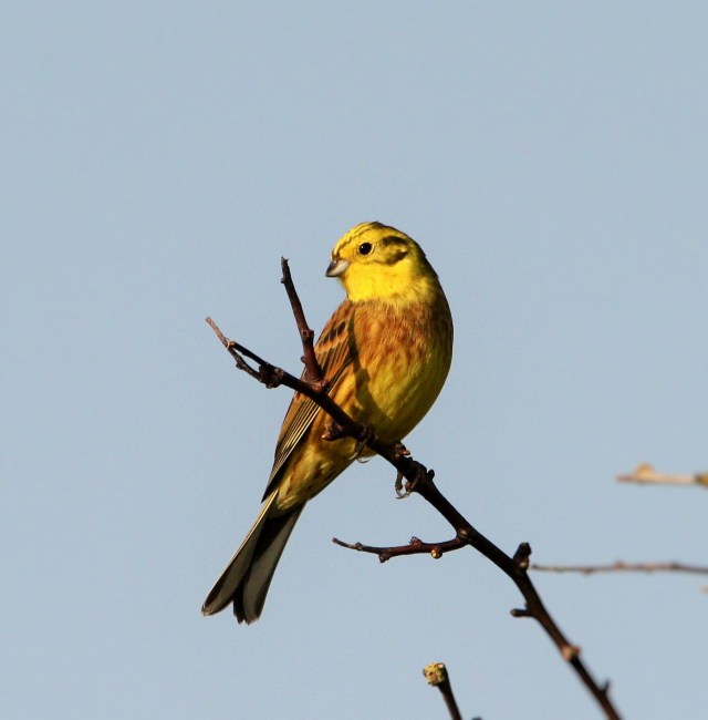 Yellowhammer at Monknash 