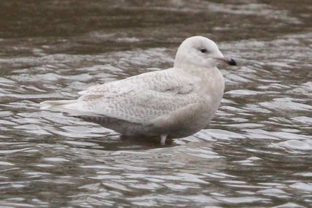 Fendrod Lake, Swansea