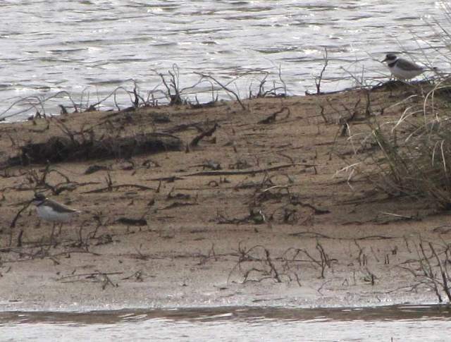Little Ringed Plovers at Kenfig on Sunday 30 March