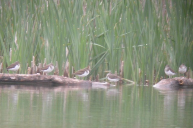 Cosmeston pm - Common Sandpiper