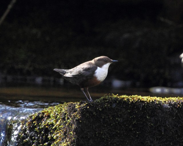 Dipper