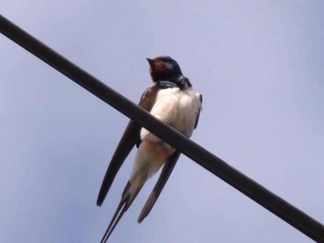 my first swallow
