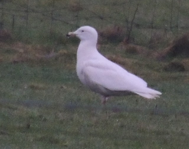 Glaucous gull at mynydd ty talwyn this morning also kenfig saltmarsh 50+ sand martin and a couple of swallow, 6 willow warbler singing and 8 chiffchaff