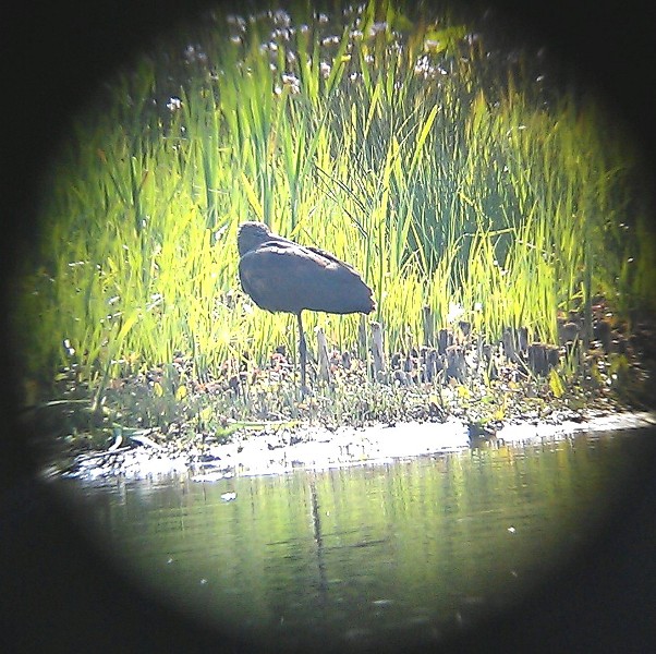 Glossy Ibis - Penclacwydd