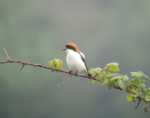 Woodchat Shrike - Gileston