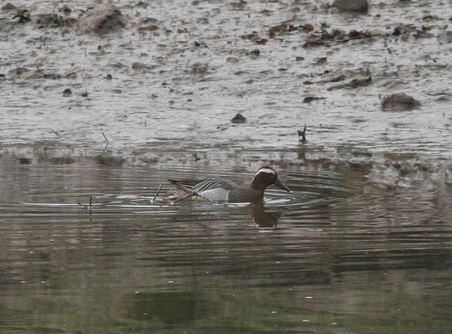 Garganey, Ogmore