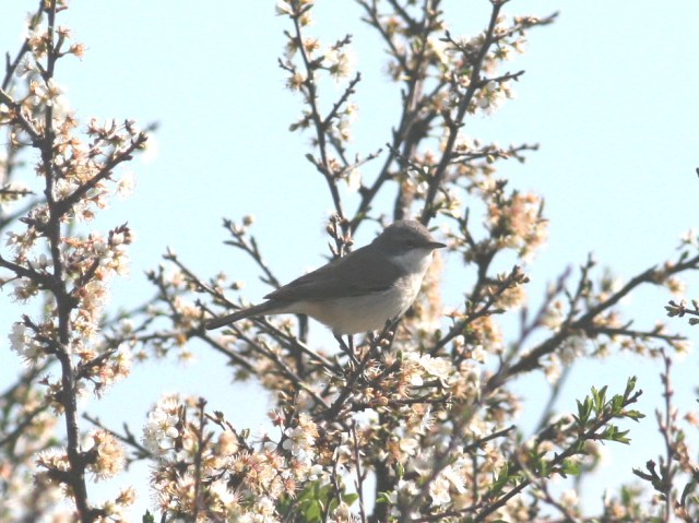 Lesser Whitethroat (Kenfig Pool) Mon 14Apr14