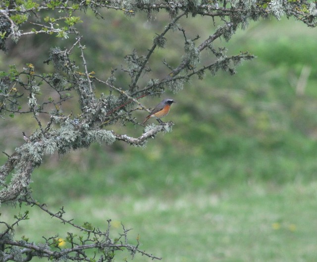Common Redstart at Kenfig Pool Mon 14Apr14