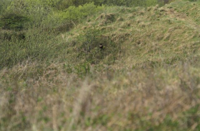 Ring Ouzel at Kenfig