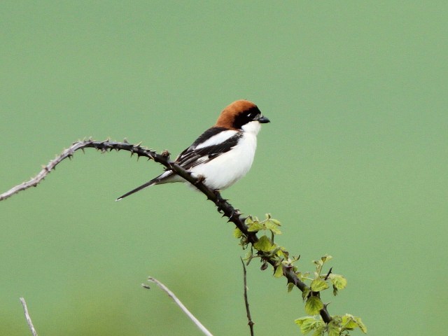 Woodchat Shrike