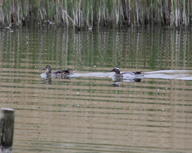 Garganey at Cosmeston
