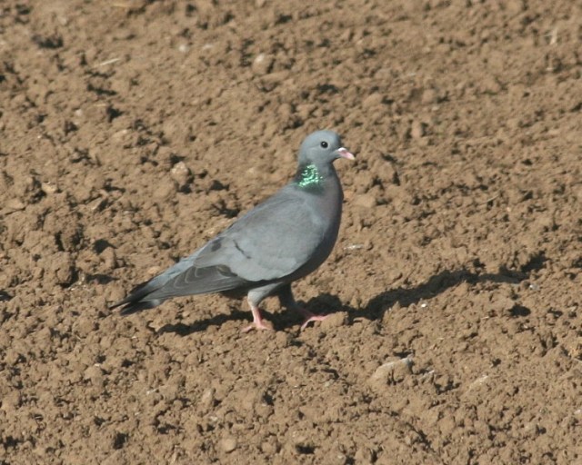 Stock Dove at Wig Fach