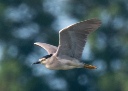 Night Heron, Cosmeston