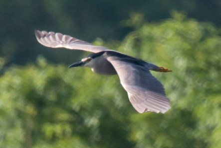 Night Heron, Cosmeston