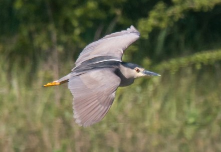Night Heron, Cosmeston